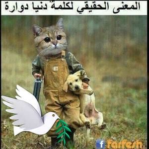 Meet your Posher, Majda